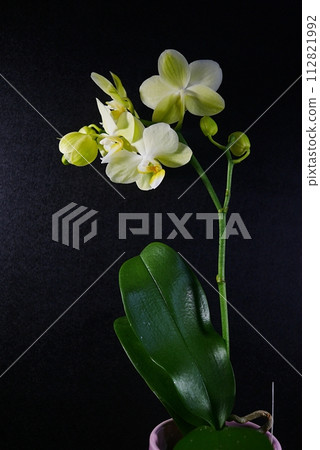 蝴蝶蘭花蕾 20240202 112821992