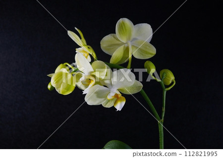 蝴蝶蘭花蕾 20240204 蝴蝶蘭花蕾 20240204 112821995