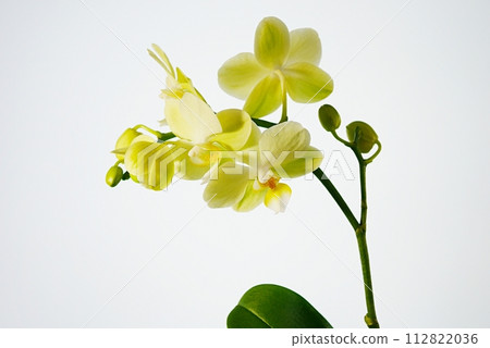 蝴蝶蘭花蕾 20240206 112822036