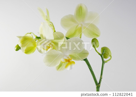 蝴蝶蘭花蕾20240210 蝴蝶蘭花蕾20240210 112822041