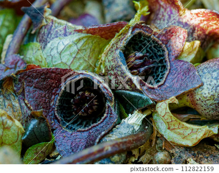 Zenibasacinaceae 的紫色花朵 112822159