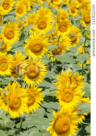 sunflower	 112822283