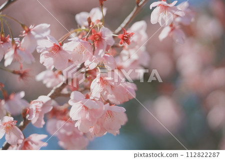 Copy space Nichinan City Hanadate Park Sakura Copy space Nichinan City Hanadate Park Sakura 112822287