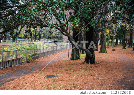 秋天的公園風景 112822668