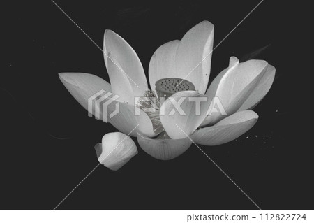 white lotus flower floating in the dark 112822724