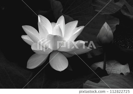 white lotus flower floating in the dark 112822725
