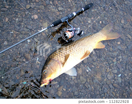 A wild carp caught on the lure A wild carp caught on the lure 112822928