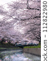 Cherry blossom trees of the Arakawa River 112822980