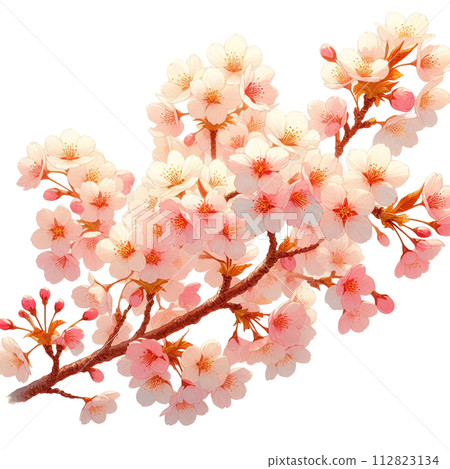 Illustration of cherry blossoms drawn in watercolor 112823134