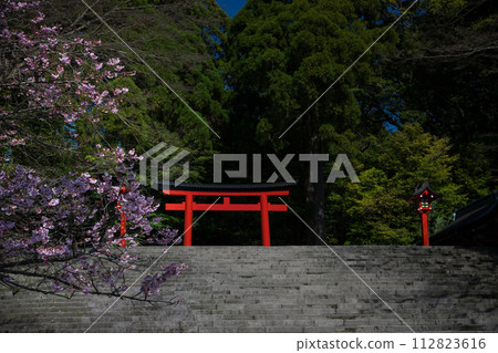 櫻花盛開時的霧島神社 112823616