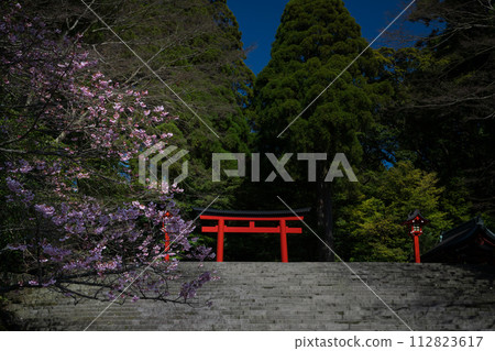 櫻花盛開時的霧島神社 櫻花盛開時的霧島神社 112823617