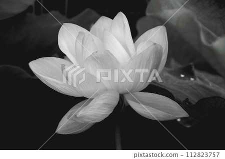 white lotus flower floating in the dark 112823757
