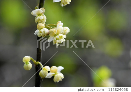 Aomogi之花 Aomogi之花 112824068