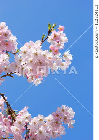 Close-up of Omokawa cherry blossoms in full bloom against the blue sky [Blue sky background] 112824113