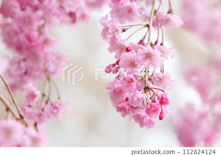 盛開的雙紅垂枝櫻花特寫 112824124