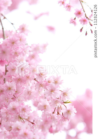 Close-up of double red weeping cherry blossoms in full bloom [White background] [Sky background] 112824126