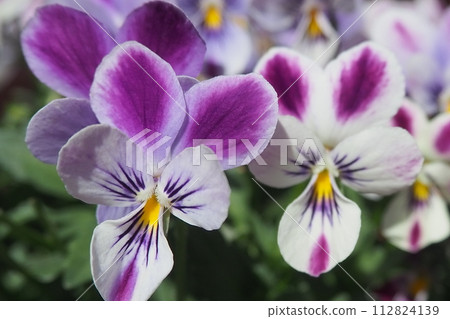 purple pansies are blooming purple pansies are blooming 112824139