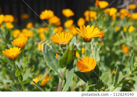 Yellow flower Yellow flower 112824140
