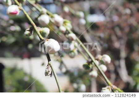 花蕾 112824149