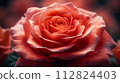 Close-Up of a Perfect Coral Rose in Bloom, showcasing the delicate texture of its petals. 112824403