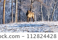 Deer Standing in Snowy Forest 112824428