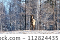 Deer Standing in Snowy Forest 112824435