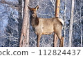 Deer Standing in Middle of Forest 112824437