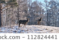 Deer Standing on Snowy Field 112824441