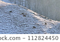 Herd of Deer Walking Across Snow Covered Hillside 112824450