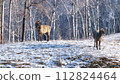 Two Deer Standing in Snowy Wooded Area 112824464
