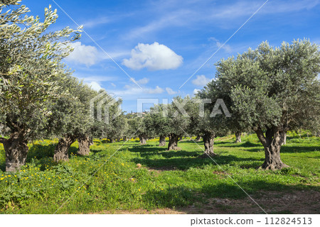 garden of olive trees in Israel against a background of blue sky with white clouds garden of olive trees in Israel against a background of blue sky with white clouds 112824513