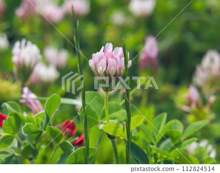 flower Alfalfa Variegated on a blurred background close-up flower Alfalfa Variegated on a blurred background close-up 112824514