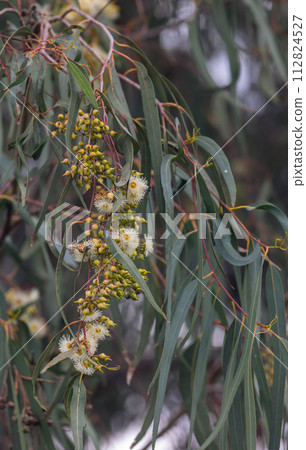 beautiful eucalyptus flowers and leaves 112824527
