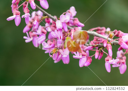 bee on red Cercis tree bee on red Cercis tree 112824532