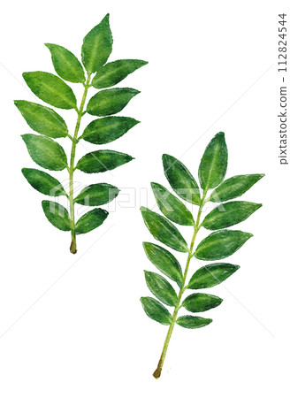 日本胡椒葉水彩插圖 112824544