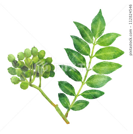Japanese pepper leaves and fruit watercolor illustration 112824546