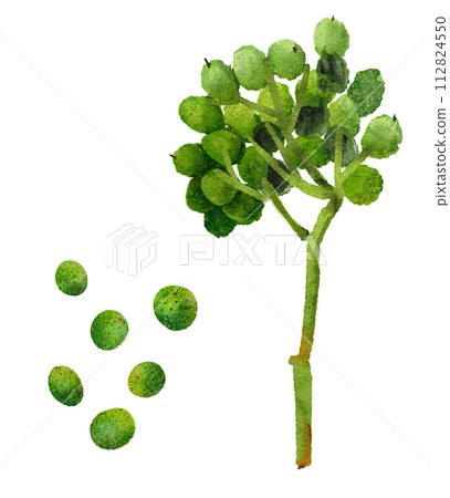 Japanese pepper fruit watercolor illustration 112824550