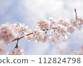 Cherry blossoms in full bloom shining in the blue sky 112824798