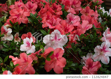 Red azalea flower Red azalea flower 112824847