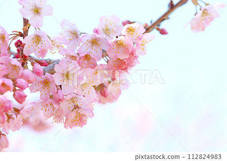 深粉紅早開櫻花Harumeki 112824983