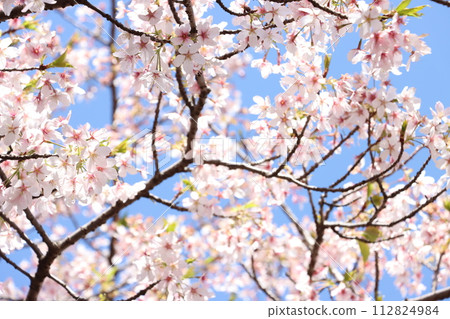 盛開的櫻花在藍天中閃耀 112824984