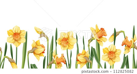 Seamless border of narcissus flowers on an isolated background. Illustration with spring flowers for Easter. Suitable for decor, fabric, cards, backgrounds, wallpapers 112825082