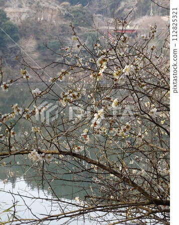Tsukigase in Nara, famous place for plum blossoms Tsukigase in Nara, famous place for plum blossoms 112825321