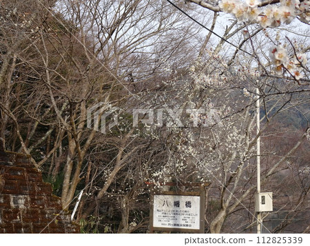奈良的月瀨,梅花名勝 奈良的月瀨,梅花名勝 112825339
