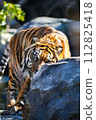 Tiger tiger pattern 112825418