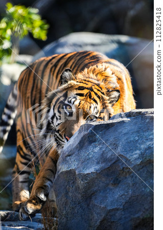 Tiger tiger pattern Tiger tiger pattern 112825418