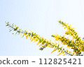 Mimosa flowers against the blue sky 112825421