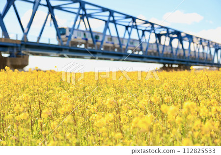 火車和油菜花過鐵橋 火車和油菜花過鐵橋 112825533