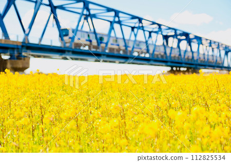 火車和油菜花過鐵橋 火車和油菜花過鐵橋 112825534