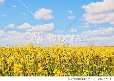 Blue sky and yellow flowers Ibaraki Prefecture 112825591